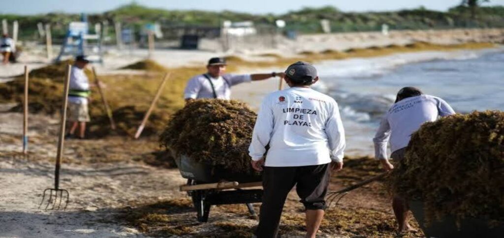 Mexico Sargassum Invasion Threatens Caribbean Tourism