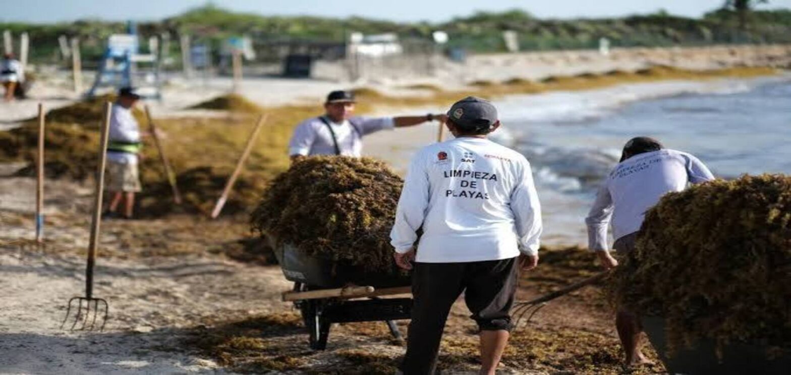 Mexico sargassum invasion covering Caribbean beaches