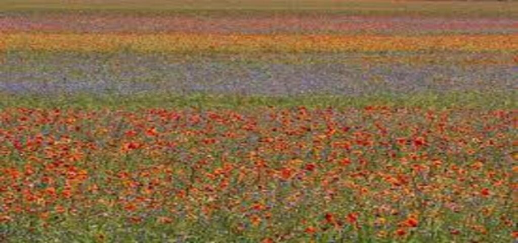 Castelluccio Lentil Bloom