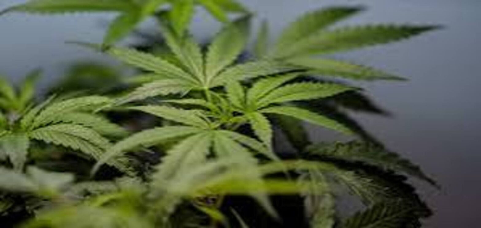 US hospital emergency room sees a rise in nausea and vomiting cases linked to frequent marijuana use and cannabis hyperemesis syndrome.